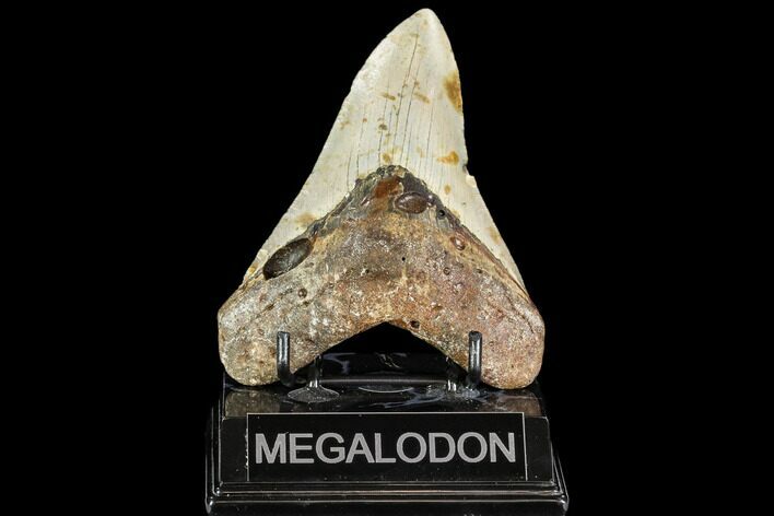 Fossil Megalodon Tooth - North Carolina #108957